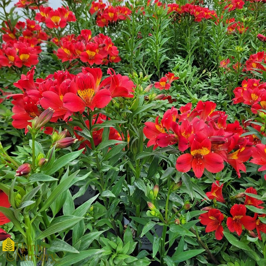 Alstroemeria x Summer Heat