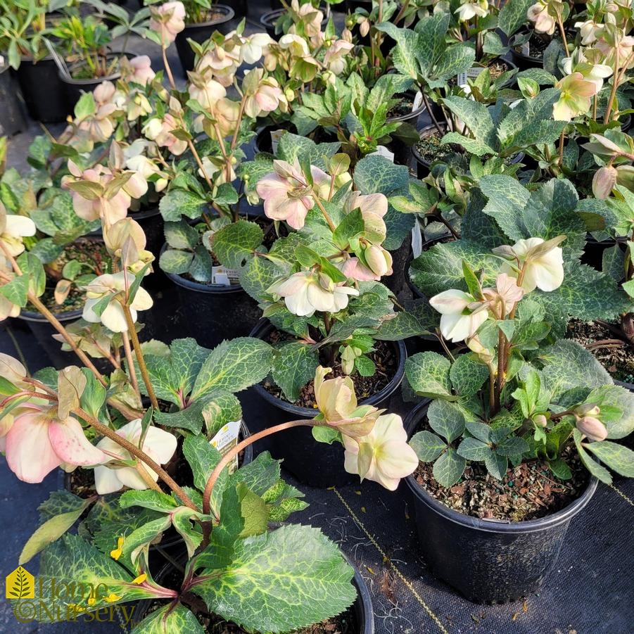 Helleborus x Frostkiss® Molly's White
