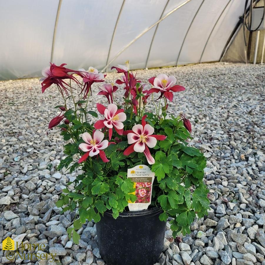 Aquilegia x Earlybird™ Red White