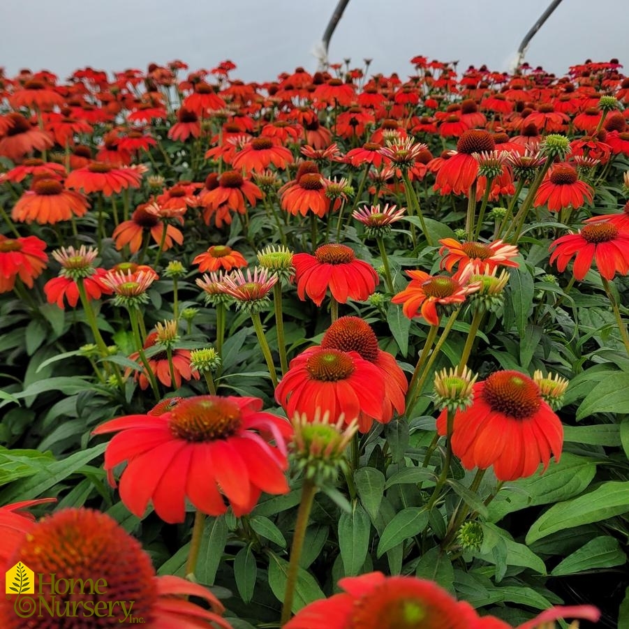 Echinacea x Sombrero® Mandarin Mambo