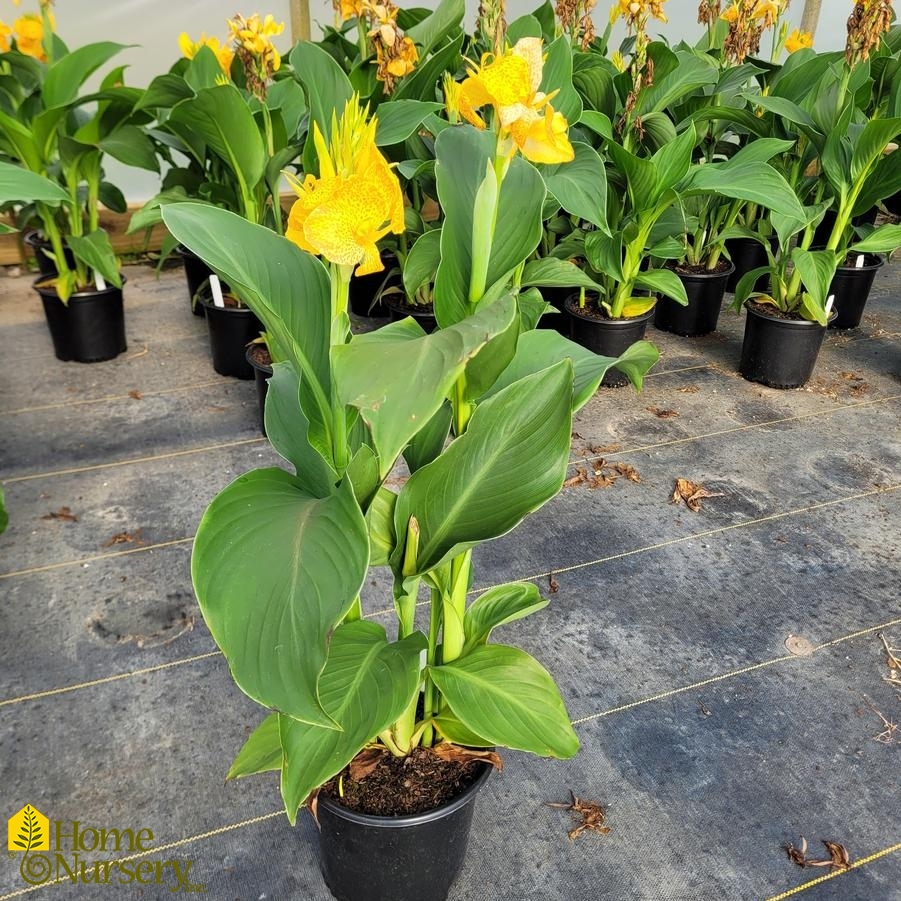 Canna Cannova® Golden Leopard