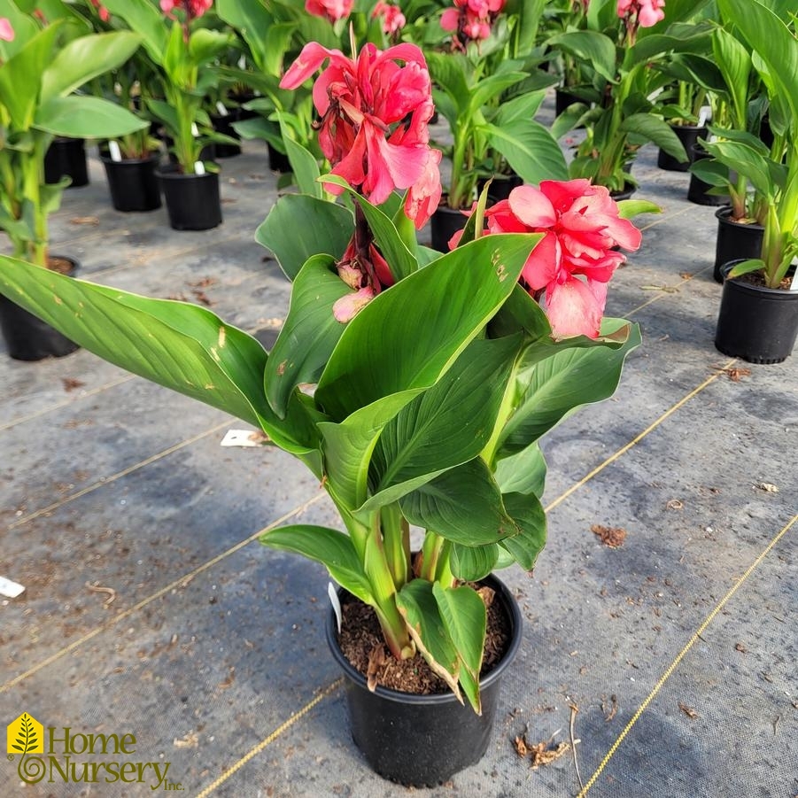 Canna Cannova® Rose Dark Bud