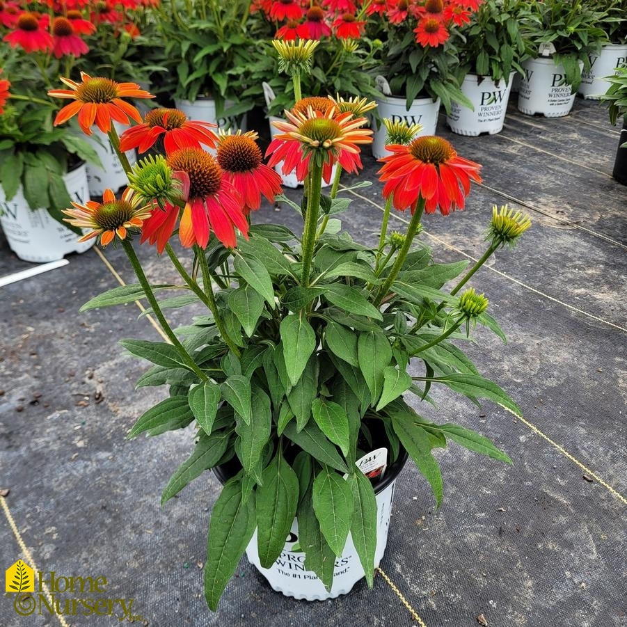 Echinacea x Summersong™ Firefinch™