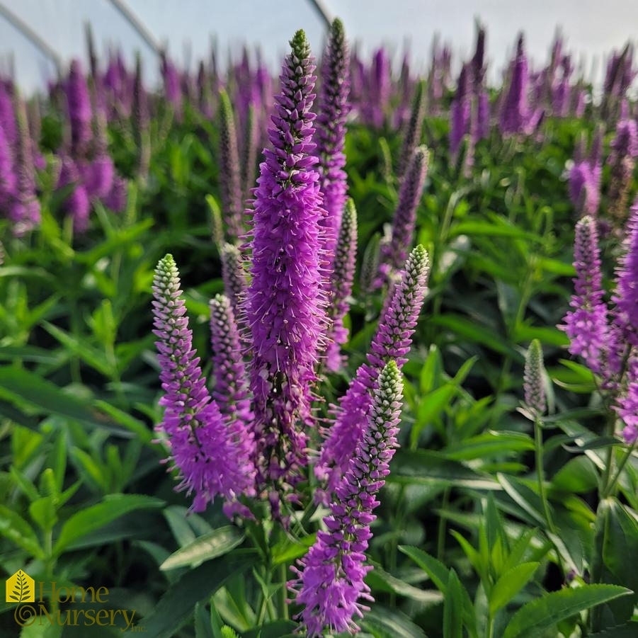 Veronica longifolia Skyward™ Lilac