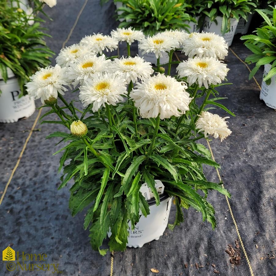 Leucanthemum superbum Amazing Daisies® 'Marshmallow'
