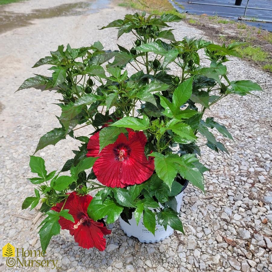 Hibiscus x Summerific® 'Garnet Globes'