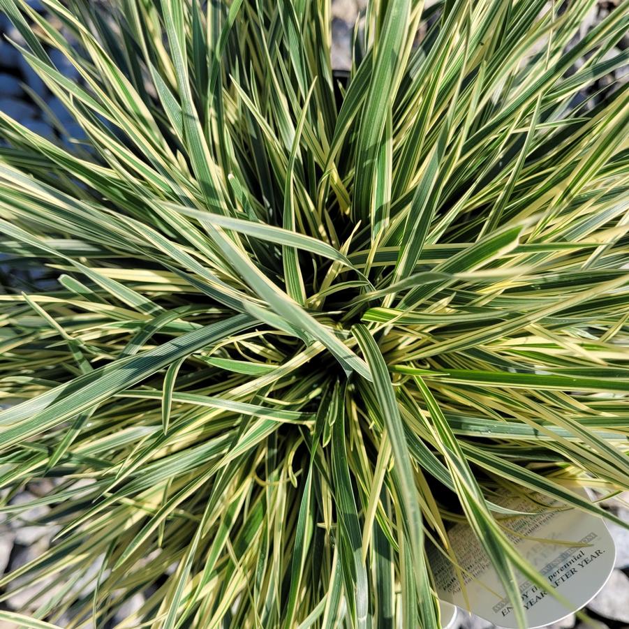 Festuca arundinacea 'Perfect Edging'