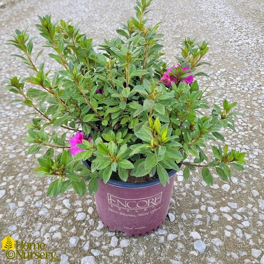 Rhododendron Encore® Autumn Majesty®