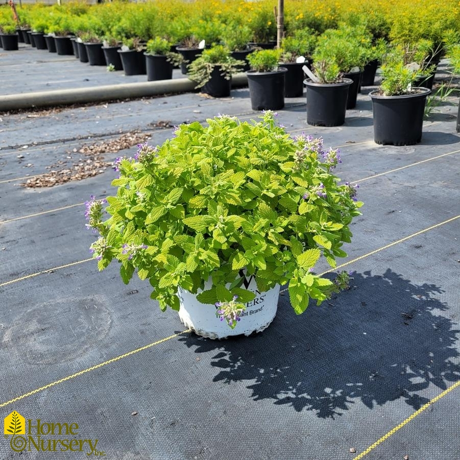 Nepeta x 'Lemon Purrfection'