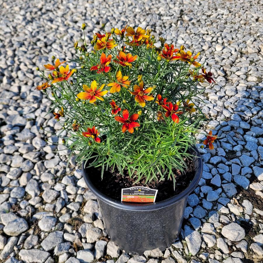 Coreopsis verticillata Sizzle & Spice 'Crazy Cayenne'
