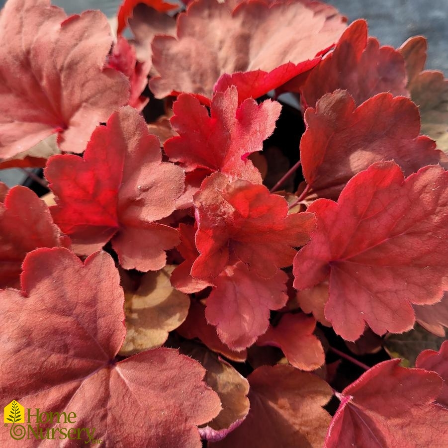 Heuchera x Carnival Cinnamon Stick