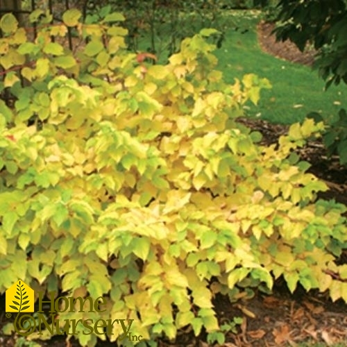 Cornus sanguinea Arctic Sun®