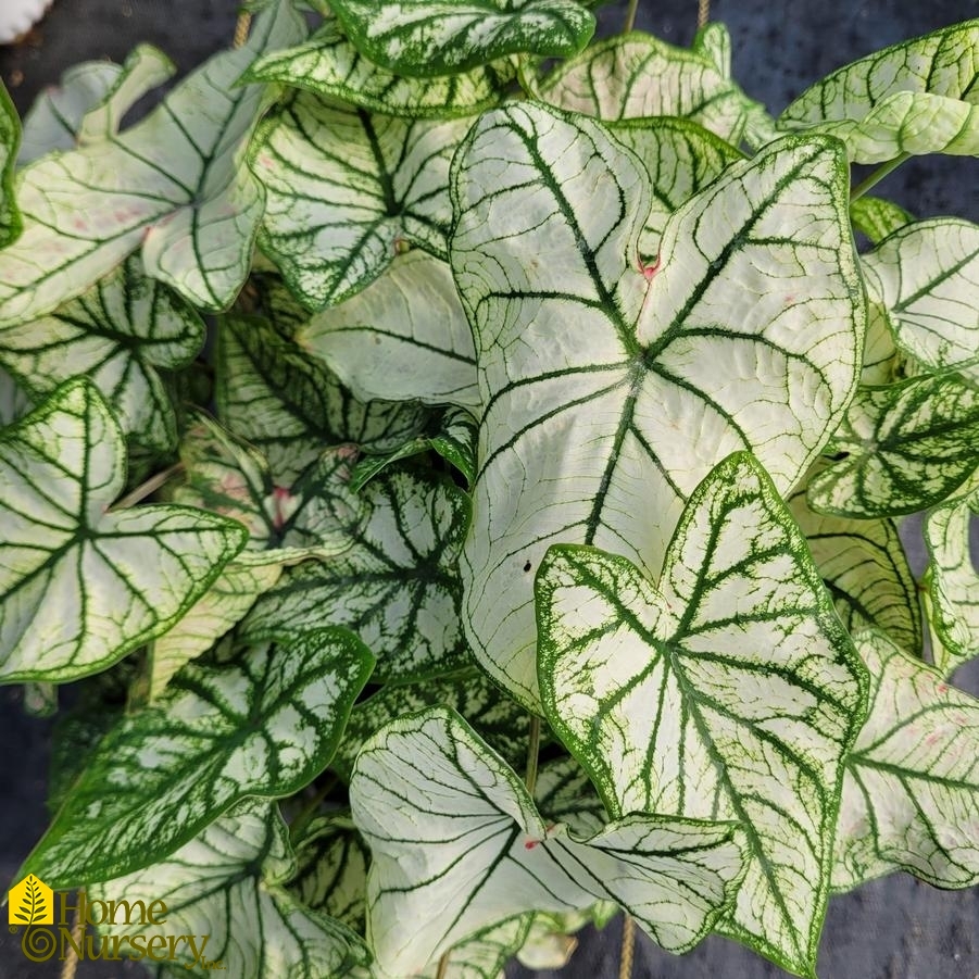 Caladium hortulanum Heart to Heart® 'Snow Drift'