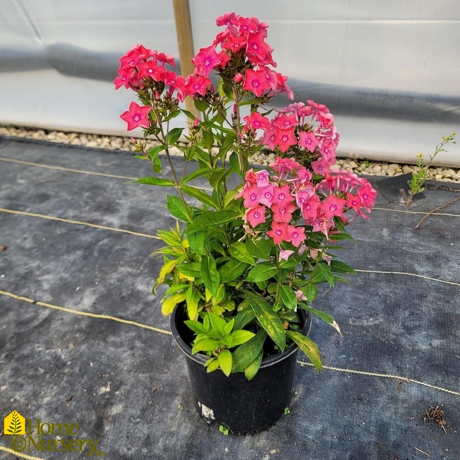 Phlox paniculata Garden Girls® Glamour Girl