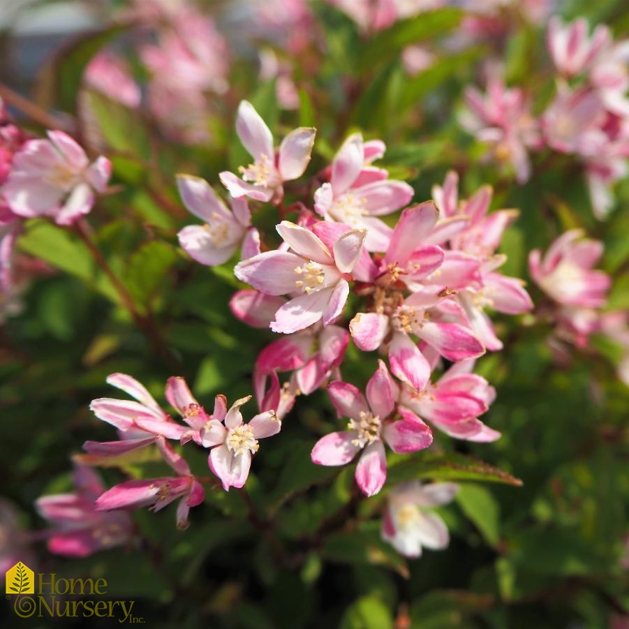 Deutzia Yuki Cherry Blossom