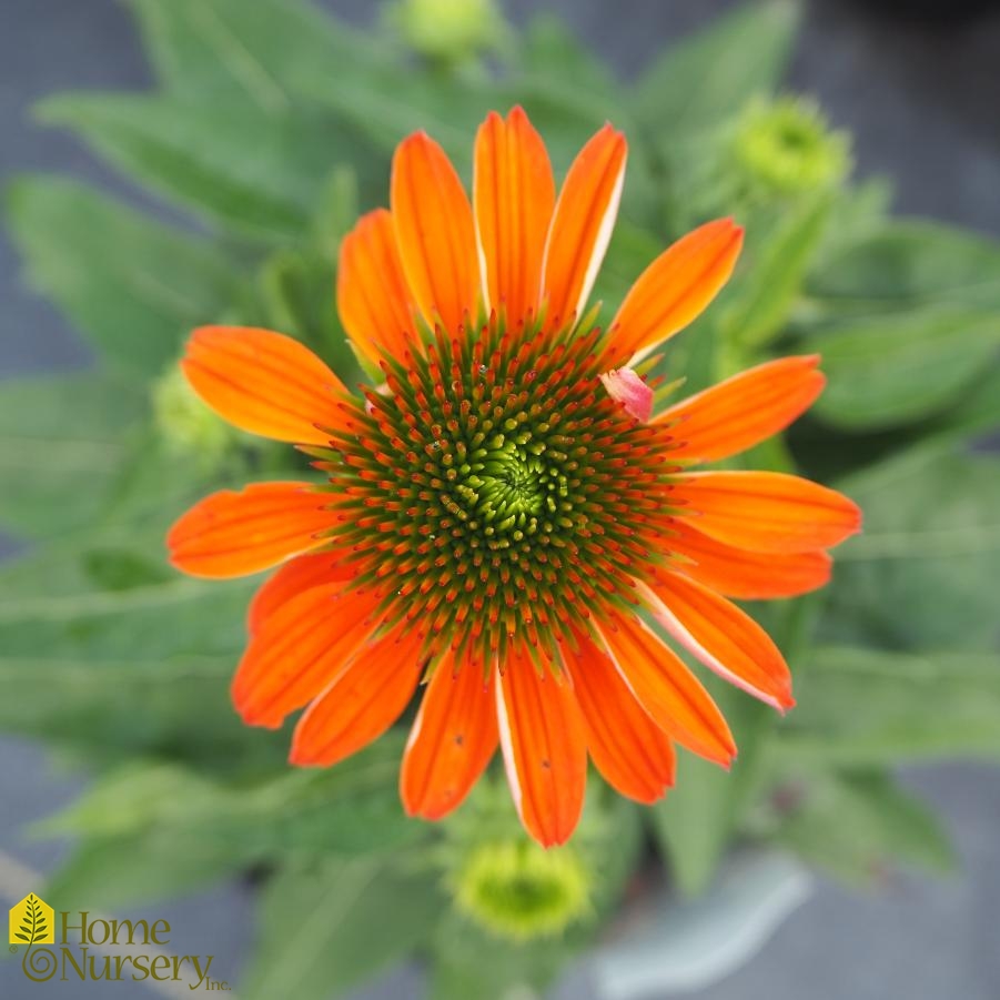 Echinacea x Sombrero® Adobe Orange