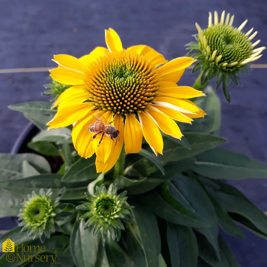 Echinacea x Sombrero® Lemon Yellow