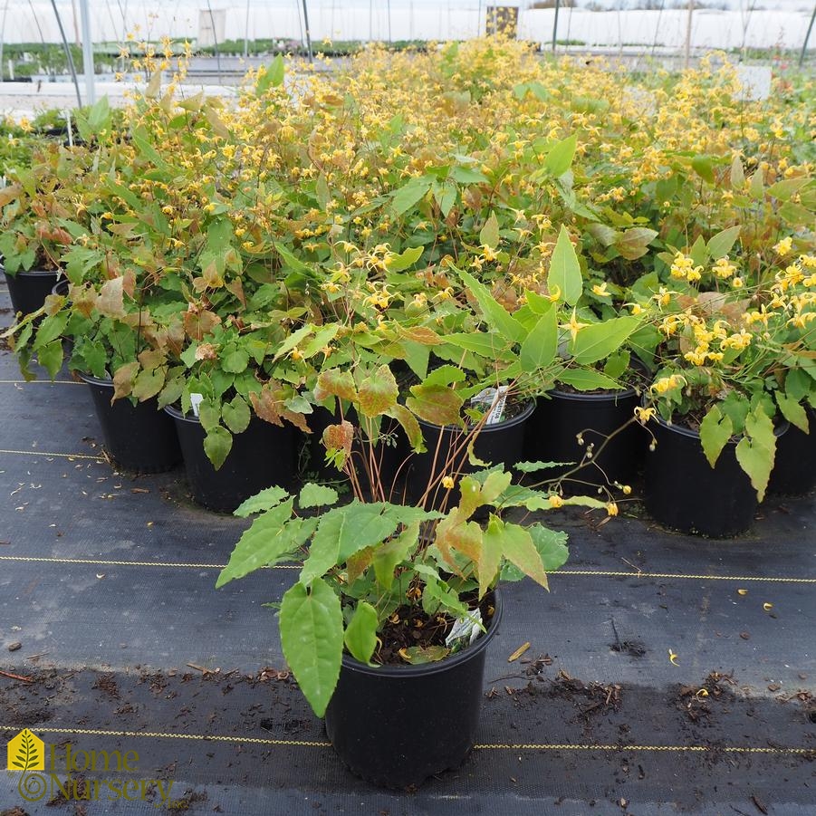 Epimedium x 'Amber Queen'
