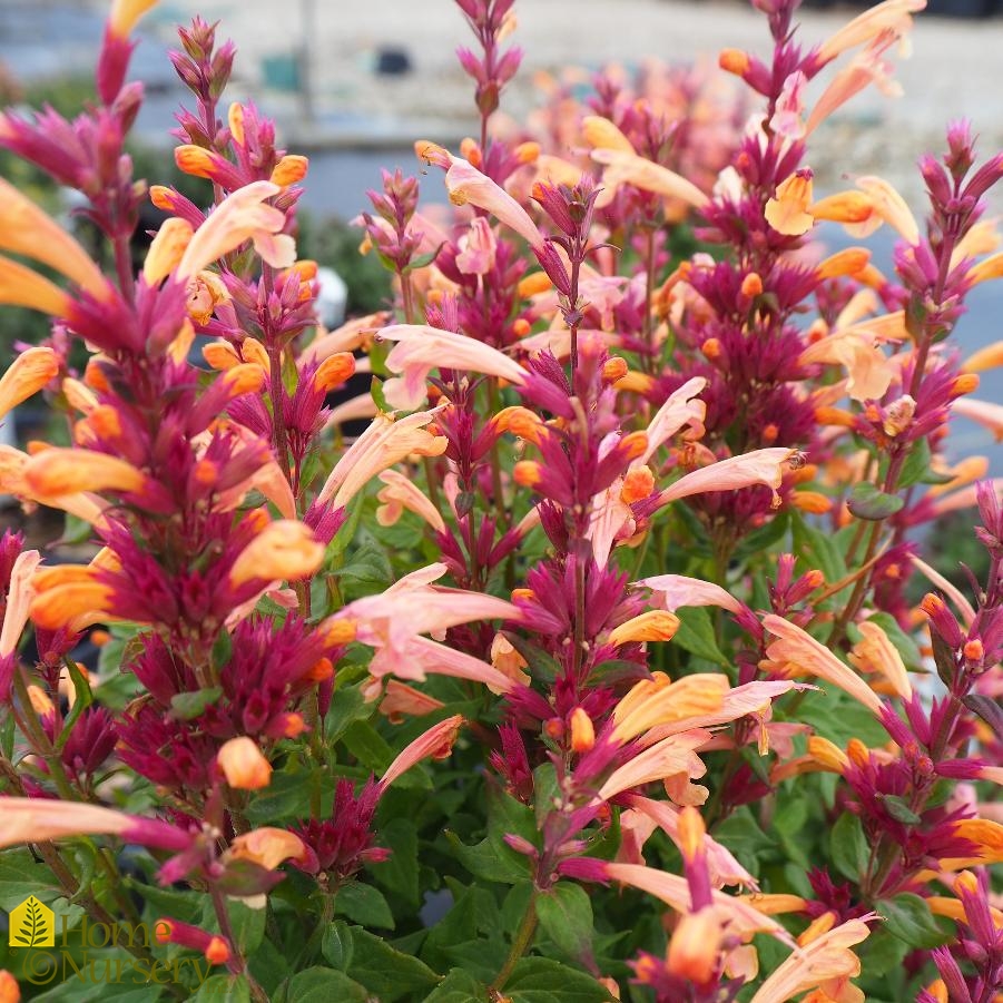Agastache x 'Mango Tango' Hummingbird Mint from Home Nursery