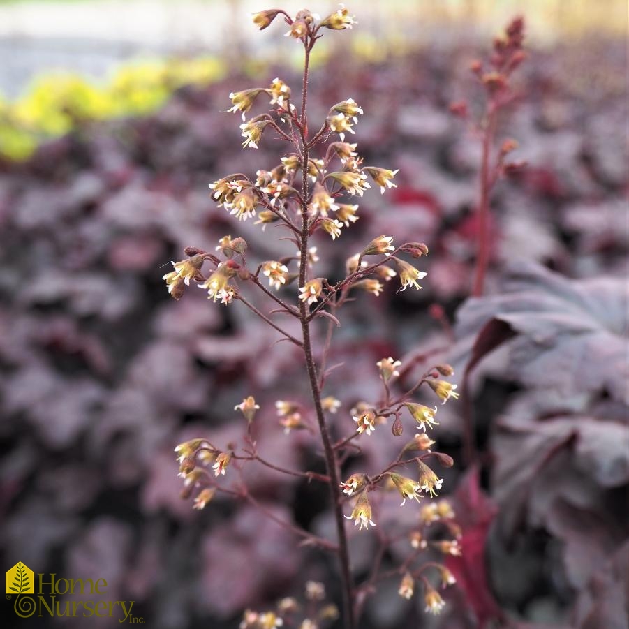 Heuchera x 'Obsidian'