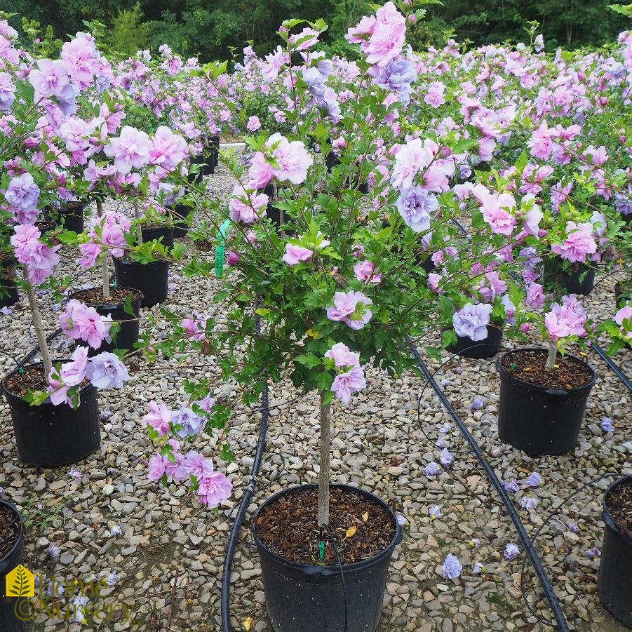hibiscus syriacus purple double tree rose of sharon from home nursery