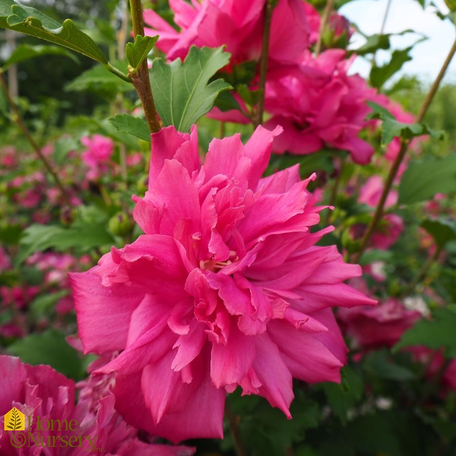 Hibiscus syriacus Red double tree Rose of Sharon from Home Nursery