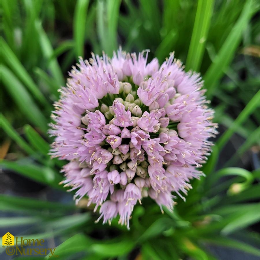 Allium lusitanicum 'Summer Beauty'