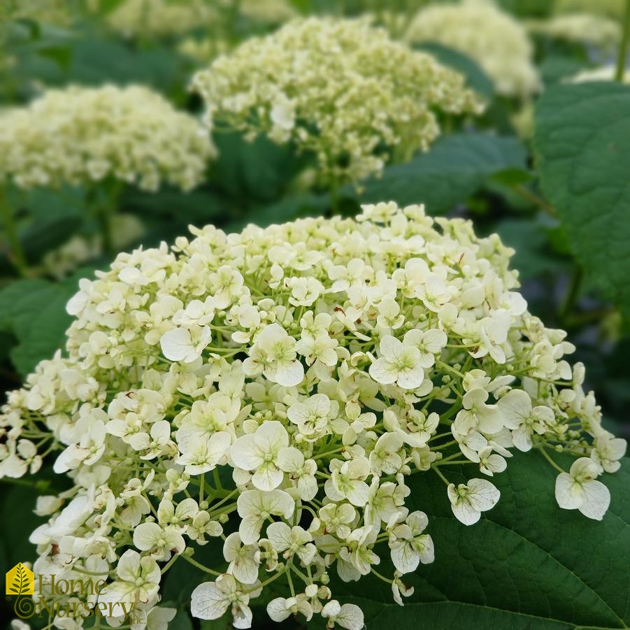 Hydrangea arborescens 'Annabelle'
