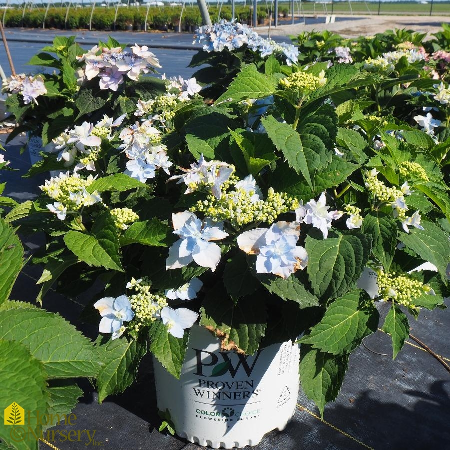 Hydrangea serrata Tuff Stuff Ah-Ha®