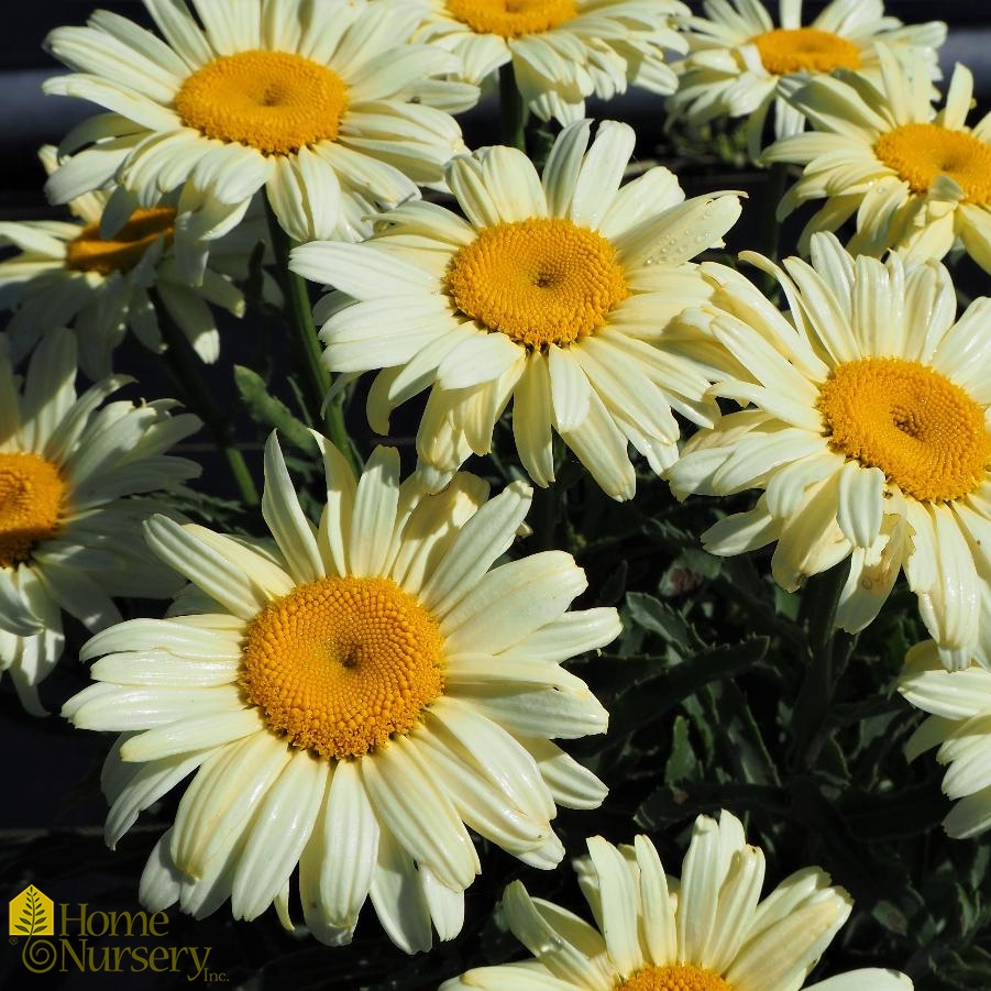 Leucanthemum superbum Amazing Daisies® 'Banana Cream' II