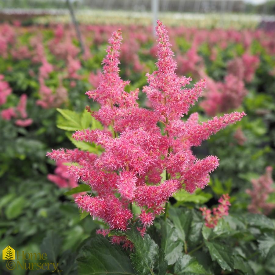 Astilbe japonica 'Rheinland'