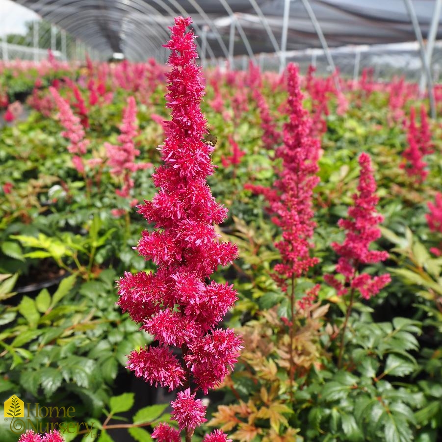 Astilbe x arendsii 'Fanal'