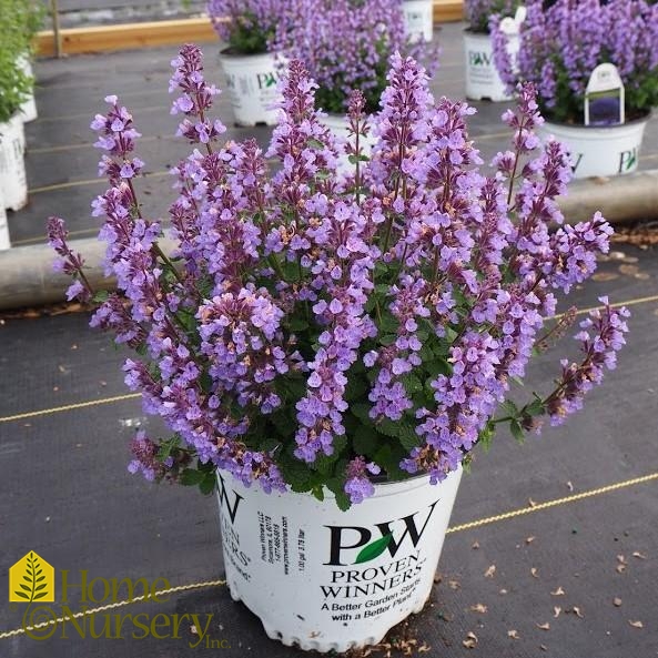 Nepeta x 'Cat's Pajamas' Catmint from Home Nursery