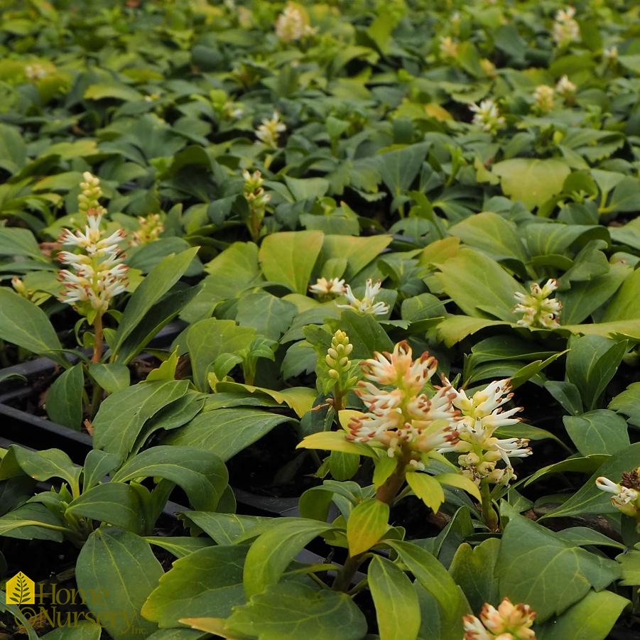 Pachysandra terminalis 'Green Carpet'