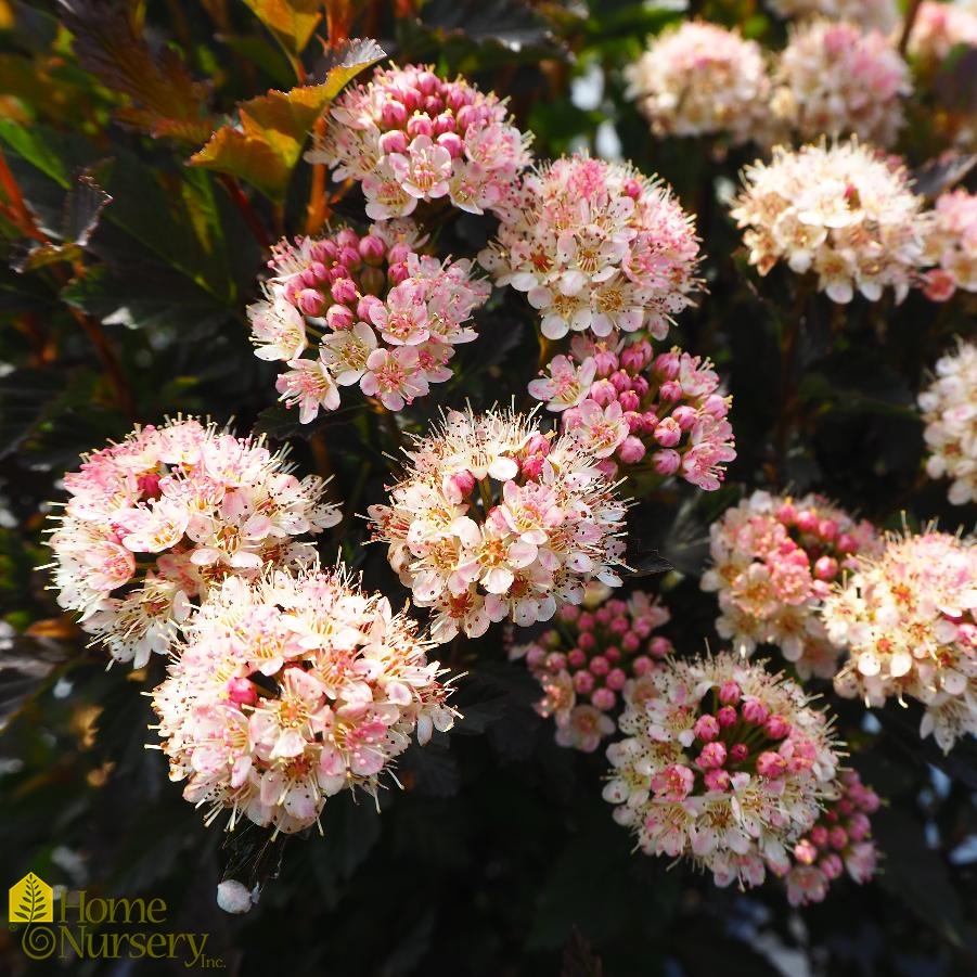 Physocarpus opulifolius Tiny Wine®