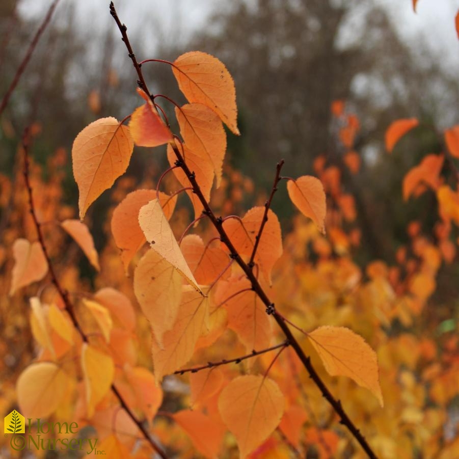 Prunus armeniaca 'Moongold'