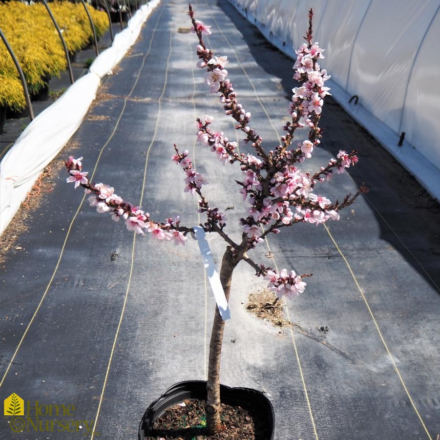 Prunus persica 'Bonfire'