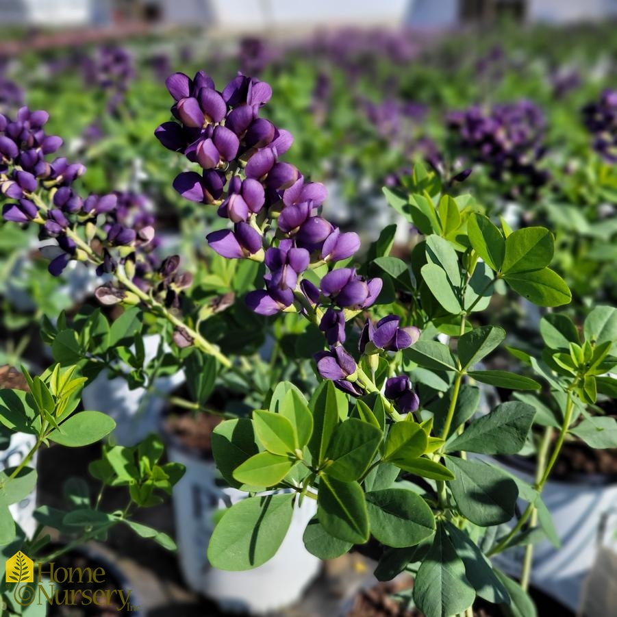 Baptisia x Decadence® 'Sparkling Sapphires'