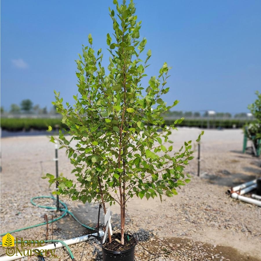 River Birch Clump Trees (Betula nigra)