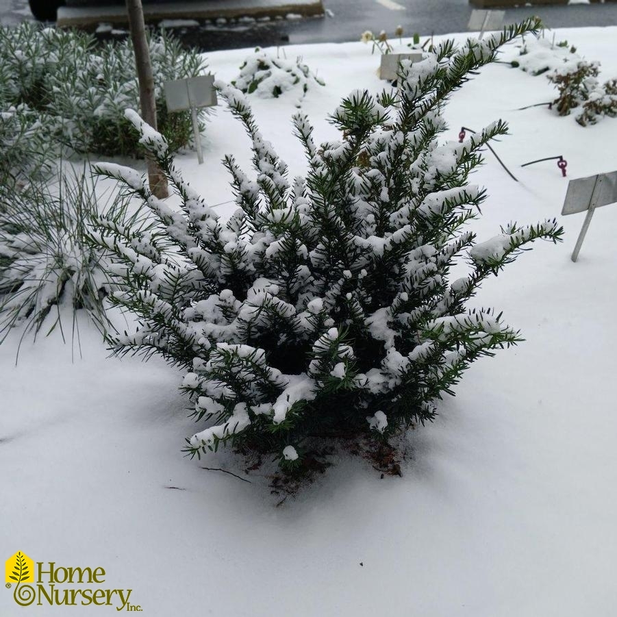 Taxus x media Stonehenge Dark Druid™