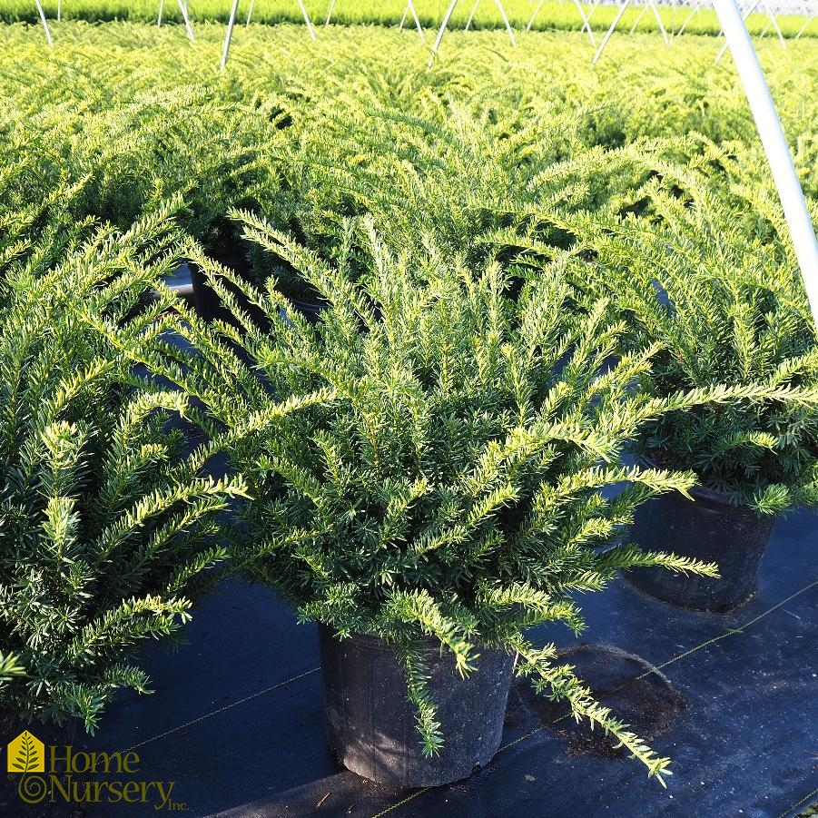 Taxus x media 'Tauntonii'