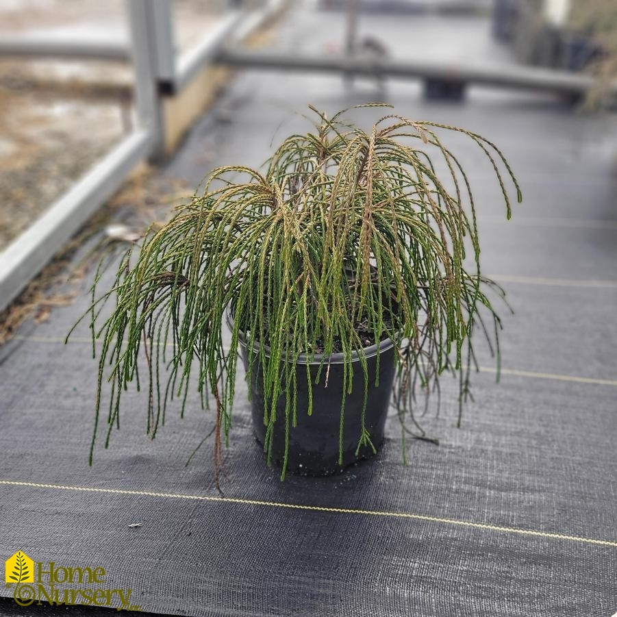 thuja-plicata-whipcord-western-red-cedar-from-home-nursery
