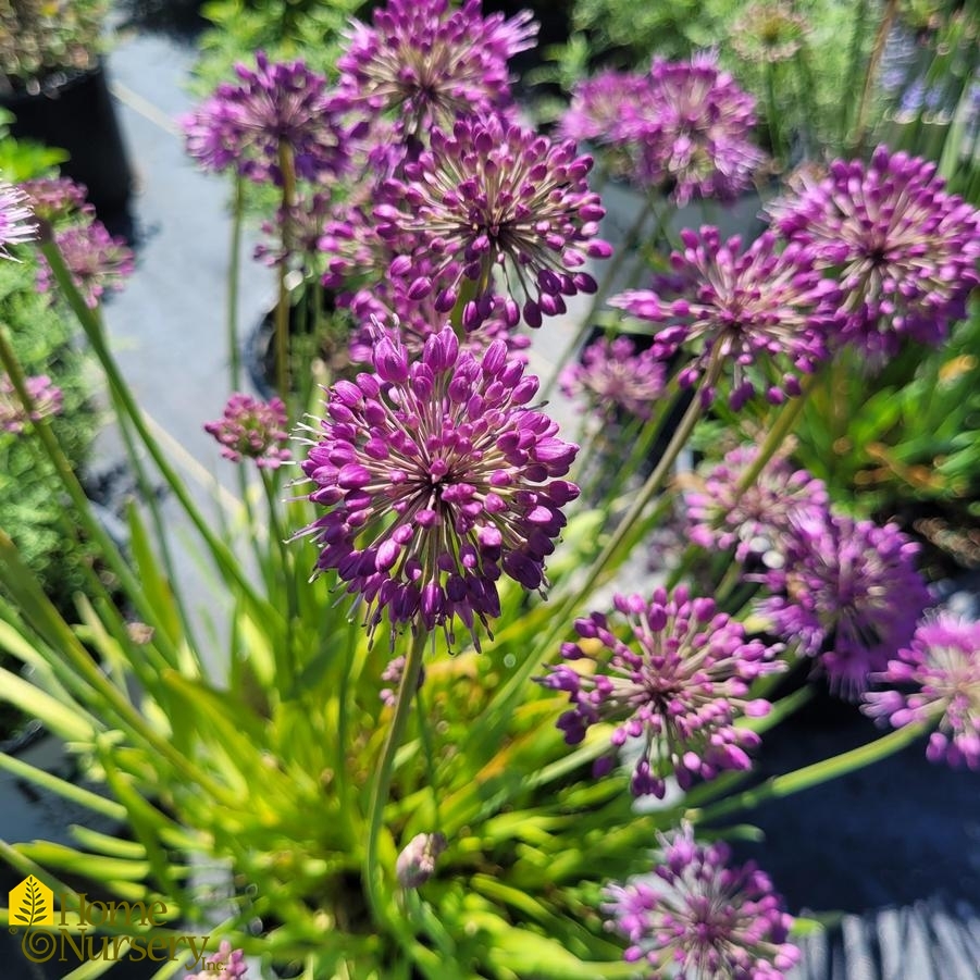 Allium x 'Lavender Bubbles'