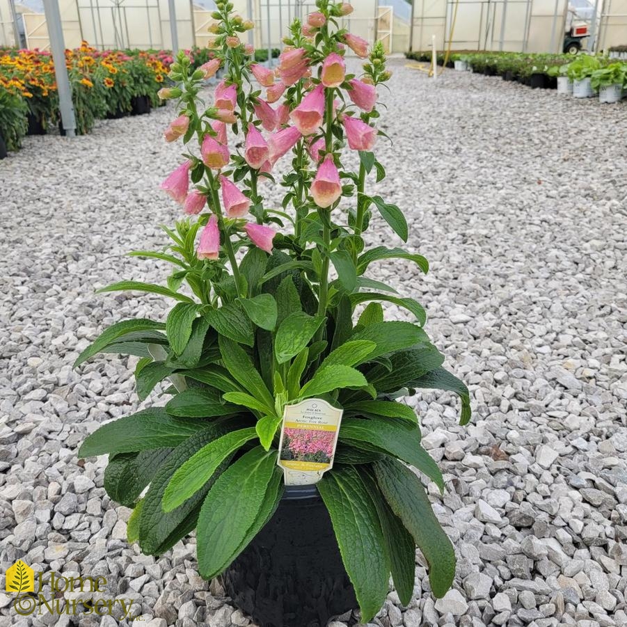 Digitalis x Arctic Fox Rose