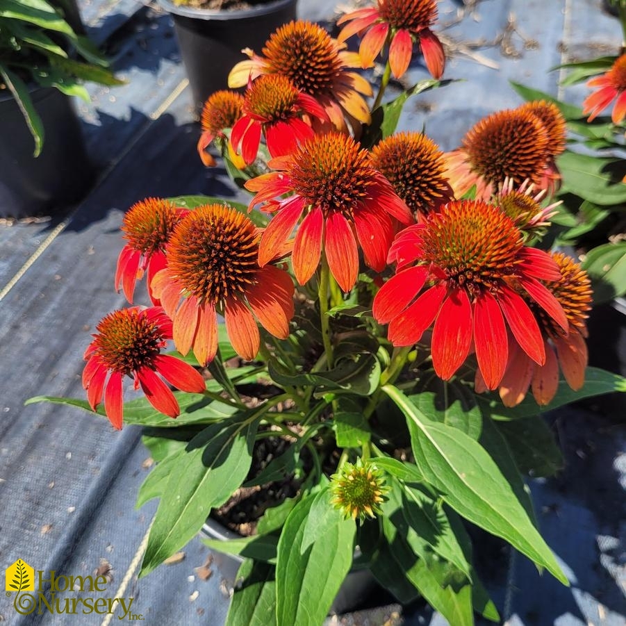 Echinacea x Sombrero® Fiesta Orange