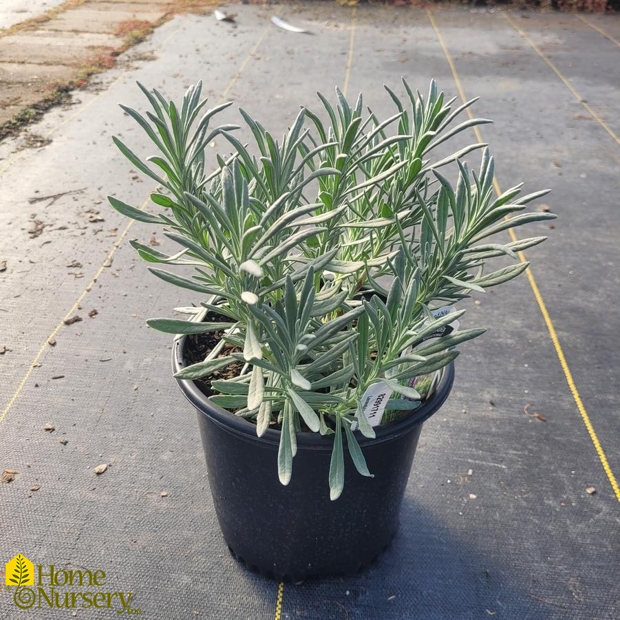 Lavandula x intermedia Sensational!™