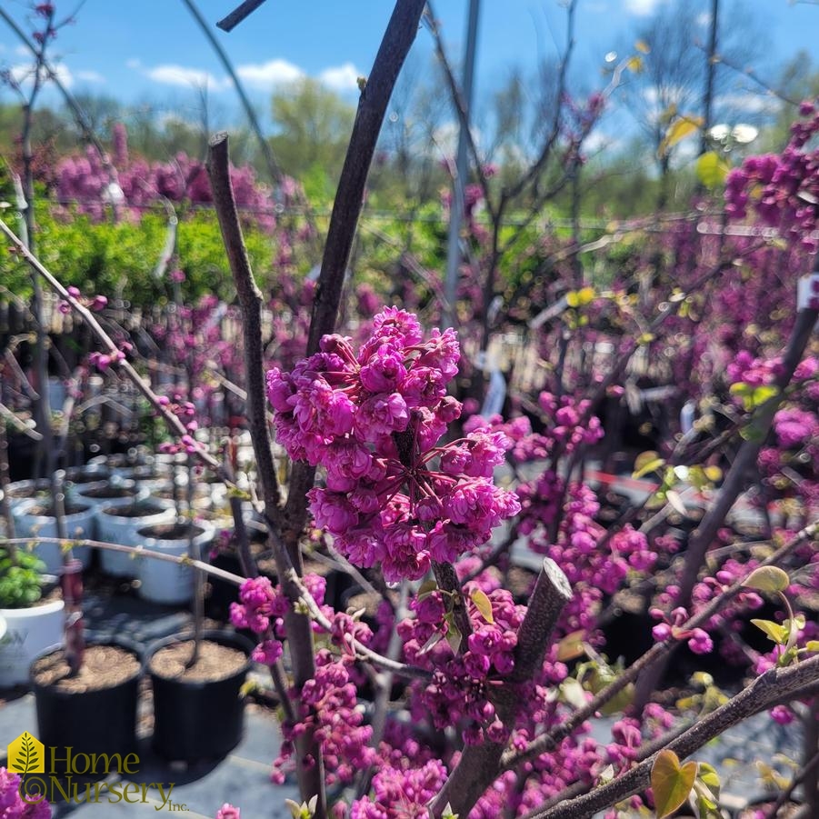 Pink Pom Poms Eastern Redbud Tree, Cercis candadensis 'Pink Pom Poms