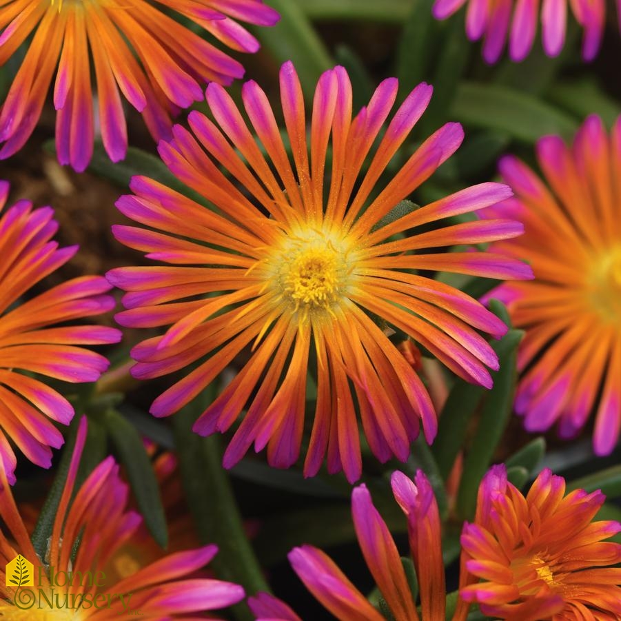 Delosperma x Ocean Sunset™ Orange Glow