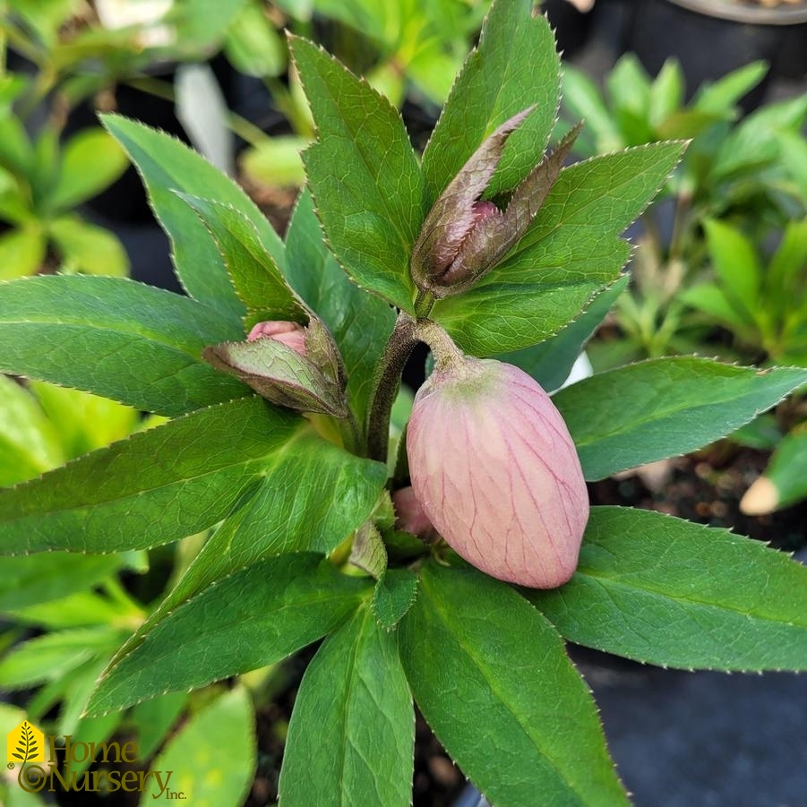 Helleborus x Honeymoon® 'Sandy Shores'