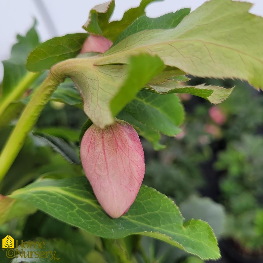 Helleborus x Wedding Party® 'Flower Girl'